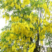 laburnum vos fl (Medium)