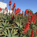 aloe arborescens 1 15 08 (Medium)