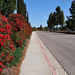 lemon bottlebrush2 (Medium)