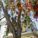 weeping bottlebrush (Medium)