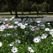 osteospermum