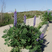 valley lupine