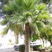 guadalupe palm