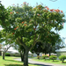 african tulip tree 4 (Medium)