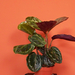 Calathea medaillon