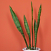 Szobai szanszeviéria - Sansevieria trifasciata