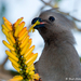 37 flower eating go-away-bird 3