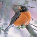 birds winter robin