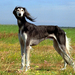 Saluki-Hintzenberg-Freisleben