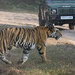 bandhavgarh-ban3.web