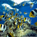 butterflyfish-undersea-sw (Medium)