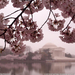 cherry-blossoms-jefferson-memorial-sw (Medium)