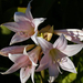 702px-amaryllis belladonna flowers (Small)