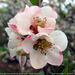 Chaenomeles speciosa fl800 (Medium)