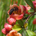 japanese-quince-flowers (Medium)