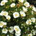 white-cistus-shrub (Medium)