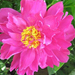 200604peony3b