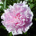 Peony2