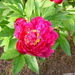 peony-2003-02