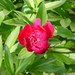 peony-2003-03