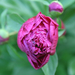 peony-2006-03