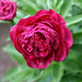 peony-2006-04