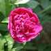 peony-2007-06