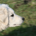 Kicsi Kuvasz