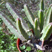 stapelia grandiflora