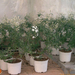 Jasminum polyanthum2
