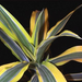 dracaena deremensis yellow striped