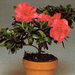 azalea-indica=rhododendron simsii