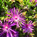 Delosperma cooperii