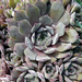 Sempervivum 'Grapetone'