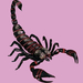 Beautiful Scorpio