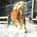 haflinger