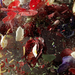 ori gersht news detail