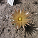 Neobesseya missuriensis v. caespitosa virág1
