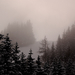 ködös téli erdő