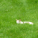 cica ül a fűben